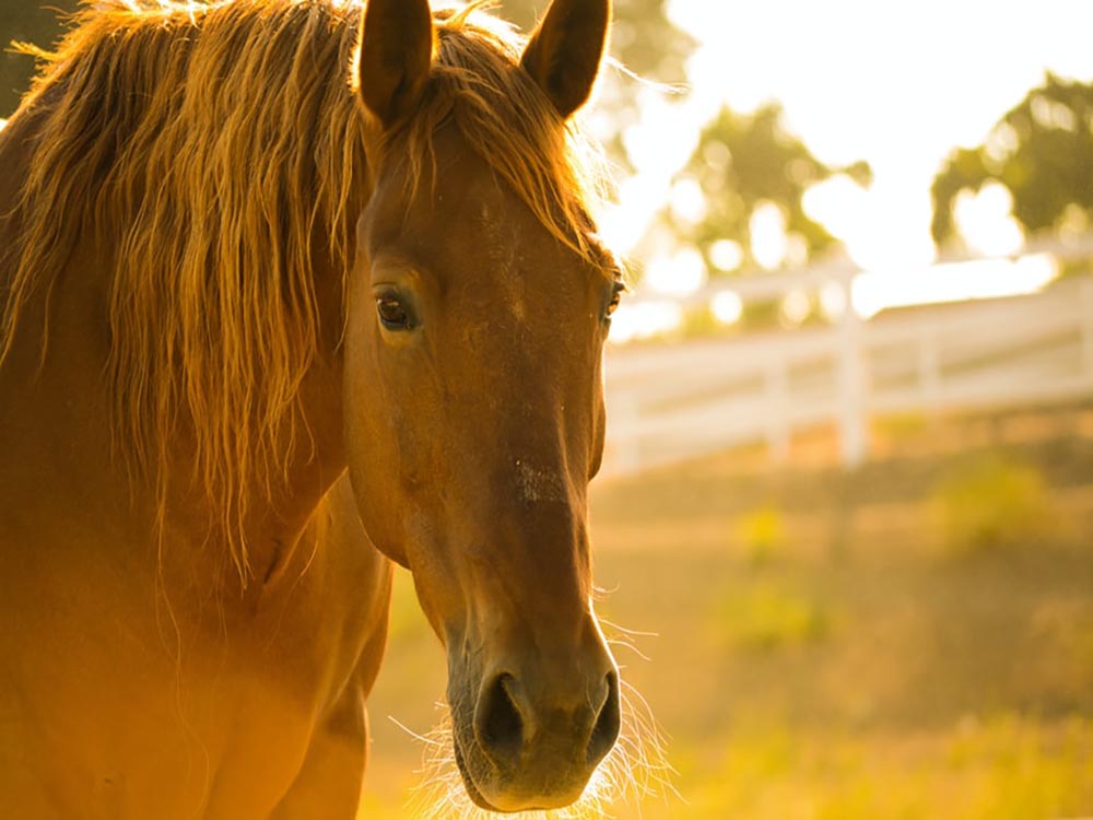 /Horse%20Riding